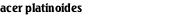 acer platinoides