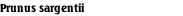 Prunus sargentii