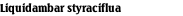 Liquidambar styraciflua