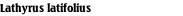 Lathyrus latifolius