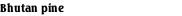 Bhutan pine