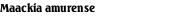 Maackia amurense