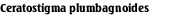 Ceratostigma plumbagnoides