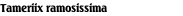 Tameriix ramosissima