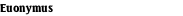Euonymus