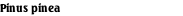 Pinus pinea