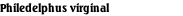 Philedelphus virginal