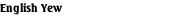 English Yew