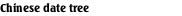 Chinese date tree
