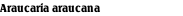 Araucaria araucana