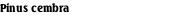 Pinus cembra