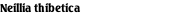 Neillia thibetica